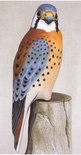 Kestrel