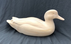 GADWALL