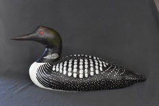 Common Loon 24"