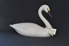 1/2 Sized Tundra Swan 16'