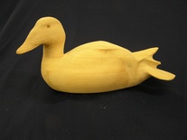 Common Eider 17In