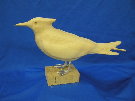 royal tern 16"