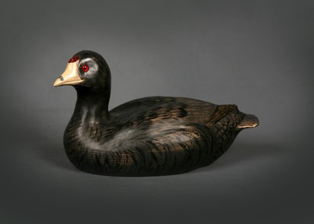 Coot 12"