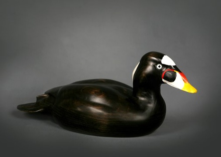 Surf Scoter