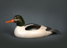 Common Merganser