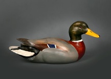 Premier Mallard Drake